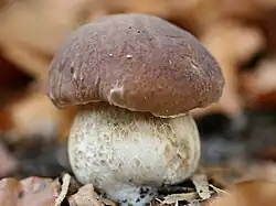 Spécimen jeune de Cèpe"bouchon de champagne"