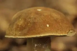 Chapeau de couleur plus au moins uniforme brunâtre ou brun clair terne, sec.