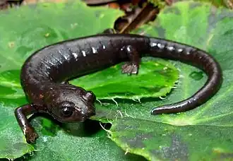 Description de l'image Bolitoglossa adspersa.jpg.