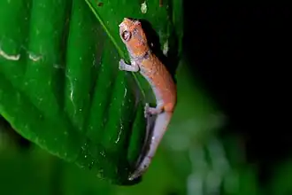 Description de l'image Bolitoglossa altamazonica (Yasuni).jpg.