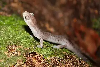 Description de l'image Bolitoglossa alvaradoi.jpg.