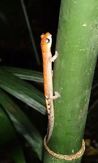 Description de l'image Bolitoglossa conanti01.jpg.