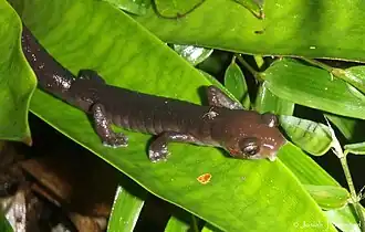 Description de l'image Bolitoglossa diaphora02.jpeg.