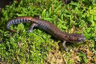 Description de l'image Bolitoglossa hartwegi 61491456.jpg.