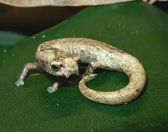 Description de l'image Bolitoglossa lozanoi.jpg.