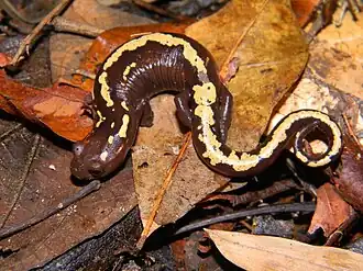 Description de l'image Bolitoglossa mulleri.jpeg.