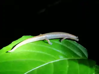 Description de l'image Bolitoglossa occidentalis.png.