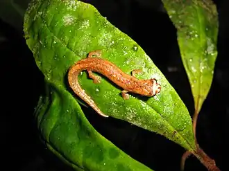 Description de l'image Bolitoglossa walkerii.jpg.