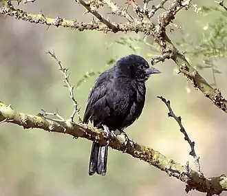 Description de l'image Bolivian Blackbird Oreopsar bolivianus, Narciso Campero, Bolivia 1.jpg.