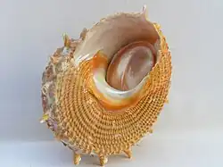 Bolma aureola
