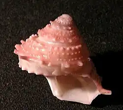 Bolma bartschi