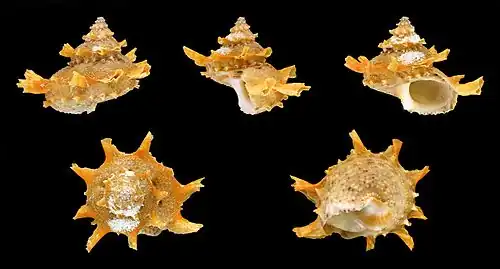Bolma girgyllus