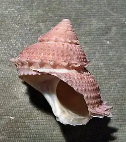 Bolma henica