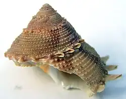 Bolma tamikoana