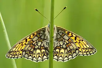 Revers de l'imago