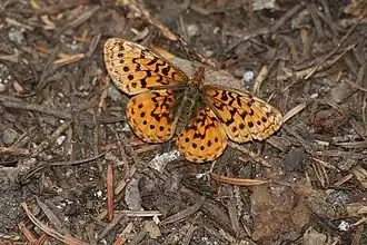 Description de l'image Boloria epithore 6114.JPG.
