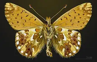 △ Boloria pales pyrenesmiscens Face ventrale MHNT