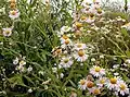Boltonia decurrens(Sottotribù Boltoniinae)