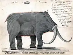 Dessin d'un mammouth sans trompe vu de profil avec des annotations manuscrites.