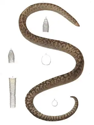 Description de l'image Bolyeria multocarinata.jpg.