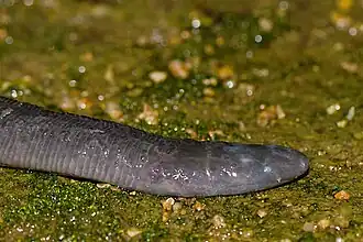 Description de l'image Bombay caecilian head.jpg.