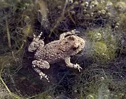 Individu juvénile