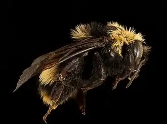 Description de l'image Bombus crotchii, f, right, Yolo Co, CA 2019-03-21-19.03.51 ZS PMax UDR (48939631141).jpg.