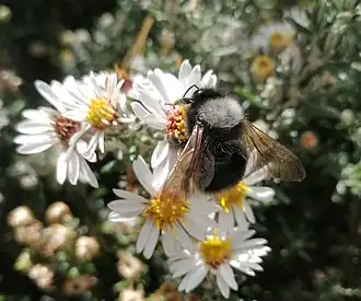 Description de l'image Bombus funebris 49300293.jpg.