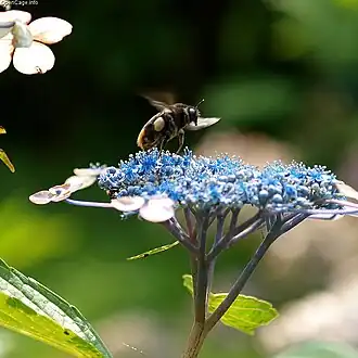 Description de l'image Bombus ignitus.jpg.