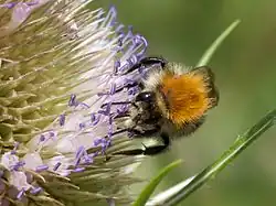 Bombus pascuorumvu de face