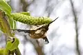 Bombyle au repos sur un chaton au début du printemps.