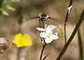 Bombyle butinant.