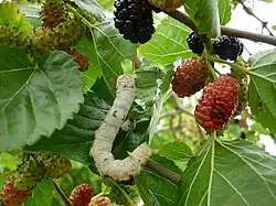 Chenille sur un mûrier