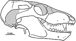 Dessin du crâne de Bonacynodon vu de droite.