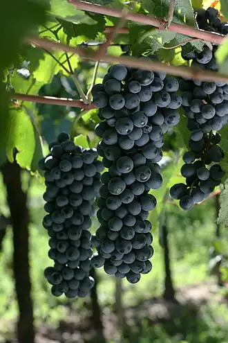 Bonarda piemontese