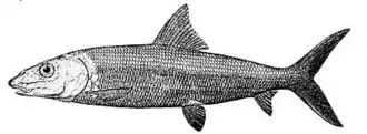 Description de l'image Bonefish.png.