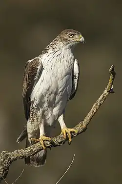 Aigle de Bonelli.