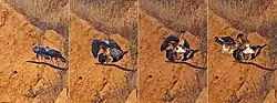 Quatre images de différentes étapes de l'accouplement de deux Aigles de Bonelli sur une branche.