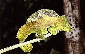 Description de l'image Bonn zoological bulletin - Trioceros quadricornis.jpg.