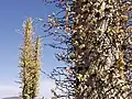 Fouquieria columnaris