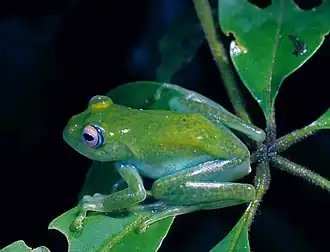 Description de l'image Boophis andreonei.jpg.