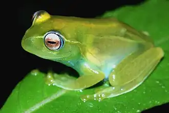 Description de l'image Boophis ankaratra02.jpg.