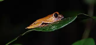 Description de l'image Boophis boehmei 12892048.jpg.