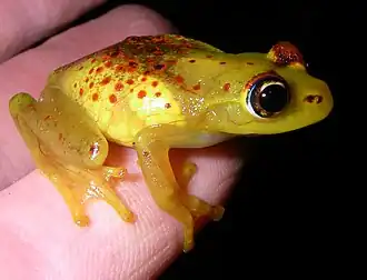 Boophis bottae.