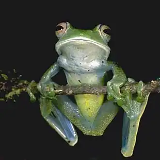 Description de l'image Boophis luteus02.jpg.