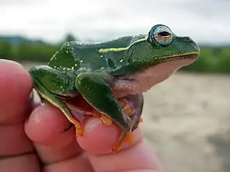 Description de l'image Boophis_occidentalis_01.jpg.
