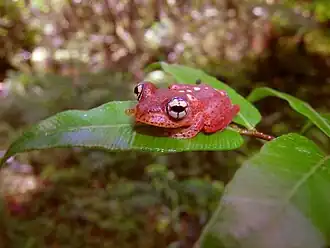 Boophis pyrrhus.