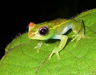 Description de l'image Boophis_rappiodes_01.jpg.