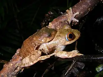 Description de l'image Boophis sp aff boehmei 01.jpg.