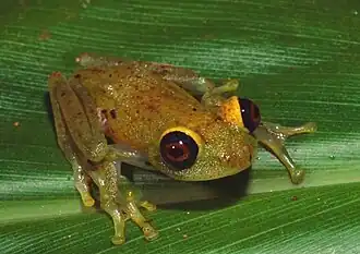 Description de l'image Boophis viridis01.jpg.